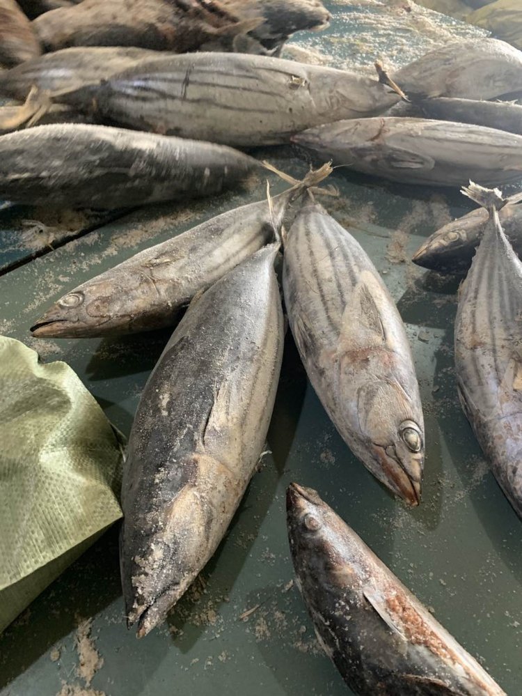 冷凍食品加工與批發(fā) 從西瓜皮魚到燈光海產(chǎn)品的市場機遇